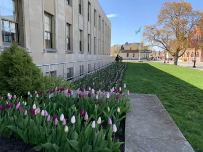 tulips in the garden outside of City Hall